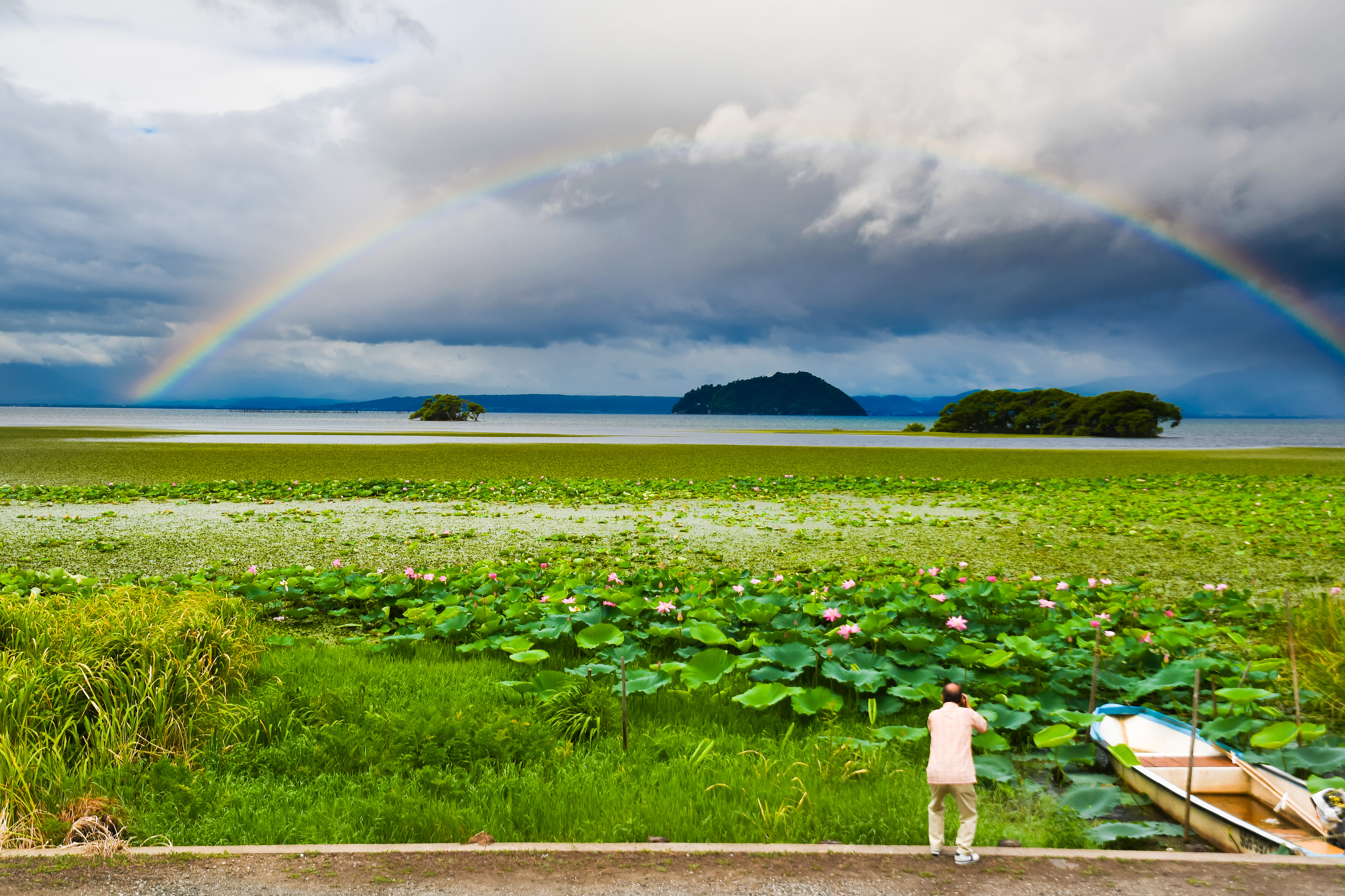 滋賀県長浜市旧湖北町付近から琵琶湖を望む。入江に咲き誇るハスと遠景に竹生島と虹のアーチ。撮影：代表 田村祐二 キー・ロック・サービス湖東・湖北エリア出張所